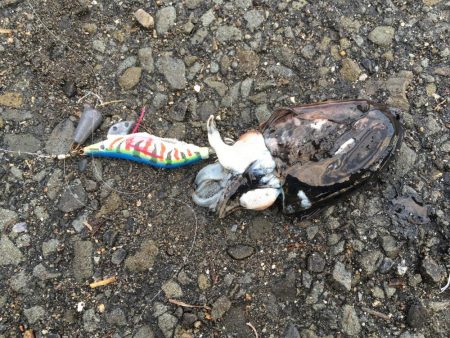 アナゴとコウイカ